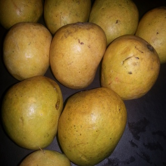 One of famous varieties of mangoes of Goa -Mankurad